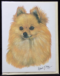 Blank Card with Envelope by Robert May - Pomeranian (RGC03A)