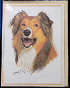 Blank Card with Envelope by Robert May - Collie (RGC23A)