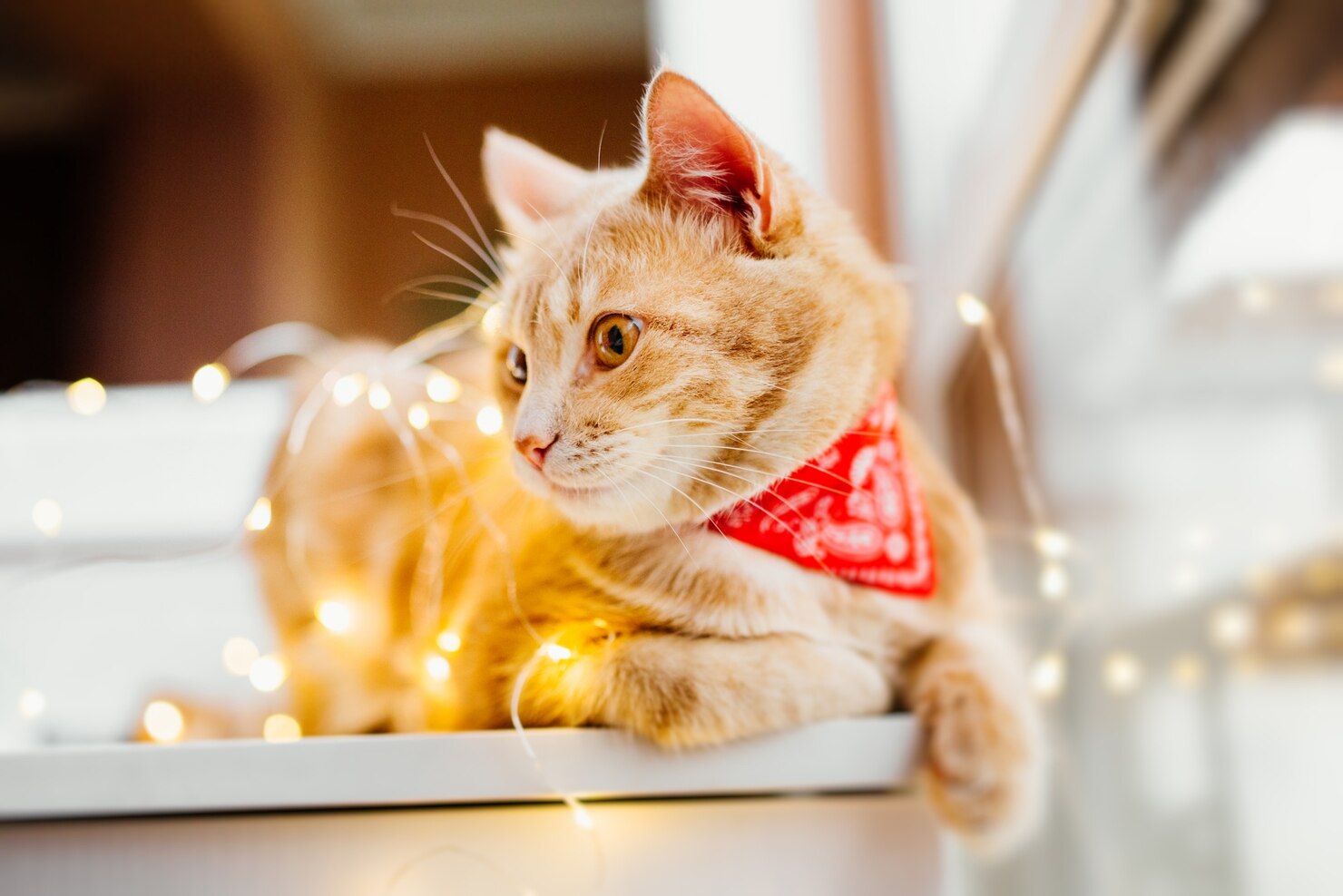 Orange Tabby Cat on shelf
