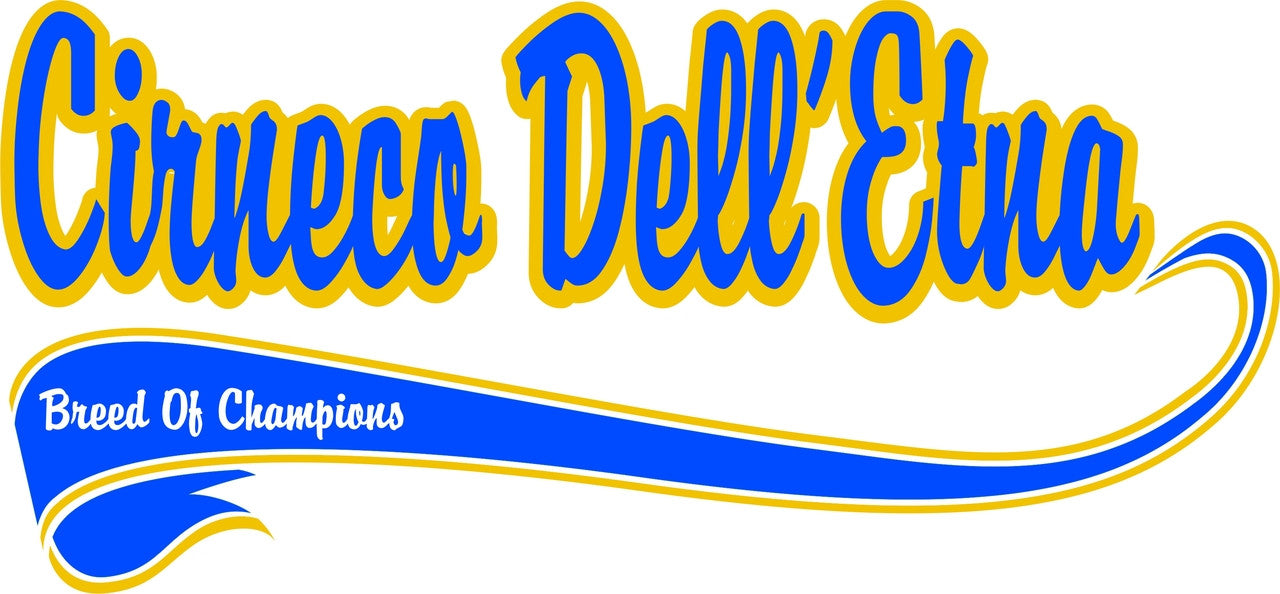 Purple Turtle Gifts - Breed of Champion (Blue) Tee Shirt - Cirneco DellEtna