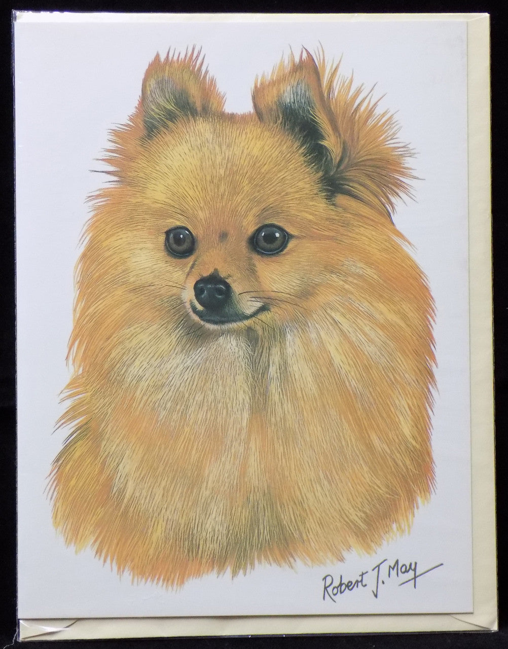 Blank Card with Envelope by Robert May - Pomeranian (RGC03A)