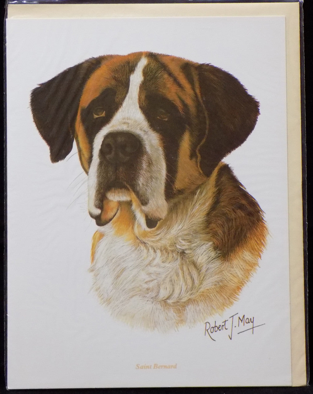 Blank Card with Envelope by Robert May - Saint Bernard (RGC31)