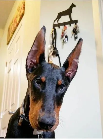 Doberman Pinscher Key Holder &amp; Leash Hanger