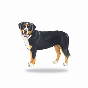 Fur Children Blank Note Cards - Greater Swiss Mountain Dog